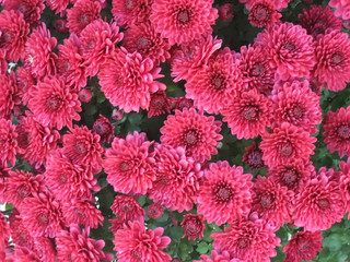 red mums