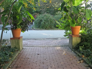 walkway with potted plants