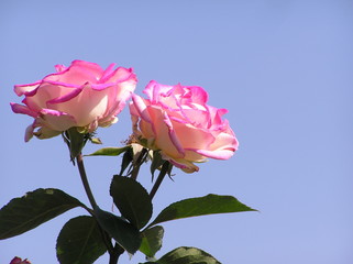 pink roses
