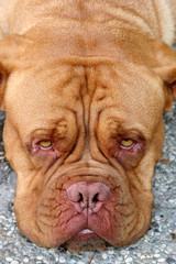 dogue bordeaux, bordeaux dog