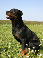 rottweiler assis dans l'herbe