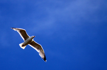 Obraz premium seagull 8