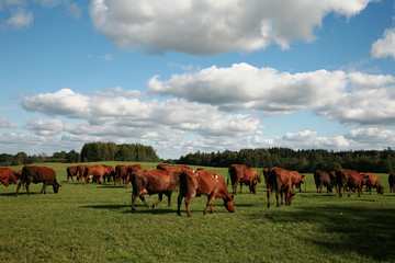 lettische kühe...