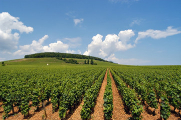Fototapeta na wymiar vinyard z wierszami winogron we francji