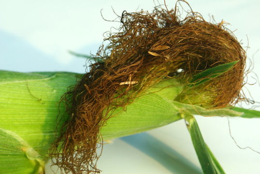 Corn Silk Macro