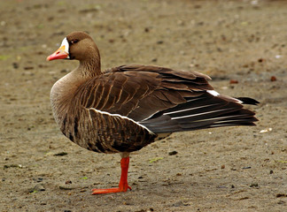 lady goose
