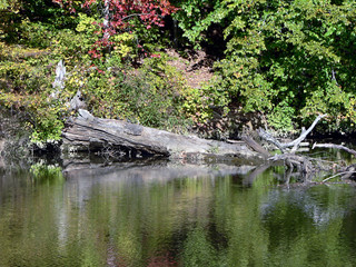 Fototapeta na wymiar krajobraz - zwalone drzewo w rzece Patuxent w Maryland