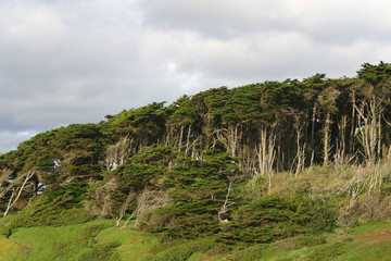 Fototapeta na wymiar coastal cypress trees