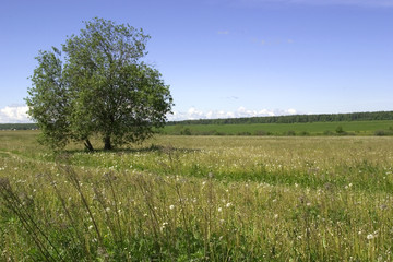 Fototapeta premium summer landscape