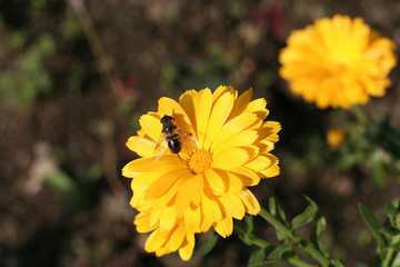 ringelblume