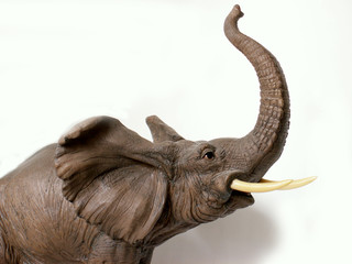 Obraz premium elephant