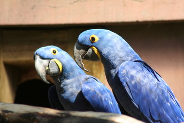 anodorhynchus hyacinthus