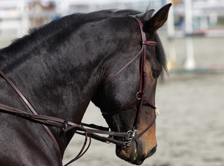 Obraz premium horse profile