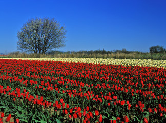 Fototapeta na wymiar contrasting tulips