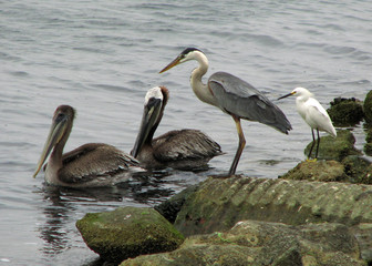 lunch crowd