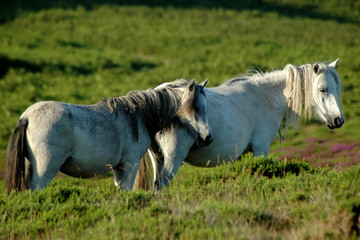 welsh mountain ponies 11
