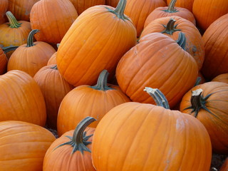 pile of pumpkins