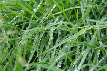 herbe du matin, rosée