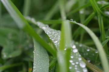 Obraz premium herbe rosée, matin