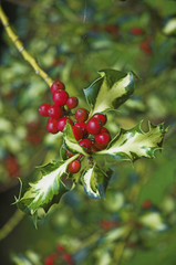 christmas holly