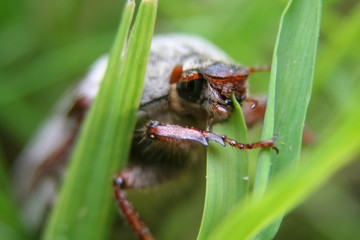 beetle
