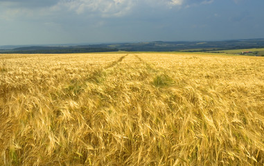 champ de céréale