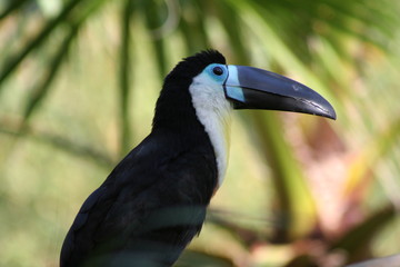 ramphastos tucanus