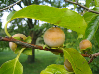 fruit arbre tropical