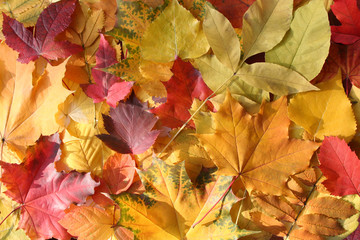 autumn leaves.