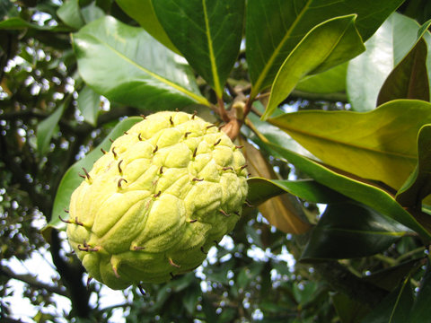 fruit arbre tropical