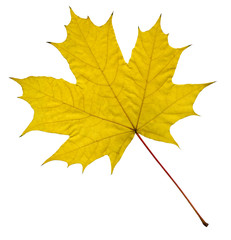 yellow maple leaf