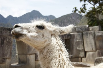 Obraz premium white llama