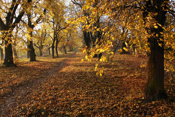 road through the autumn countryside