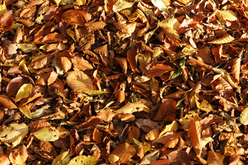autumn leafs