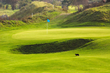 Obraz premium cat on golf course