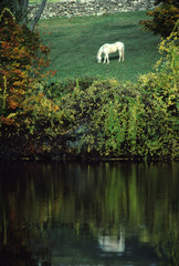 white horse in autumn meadow, reflected