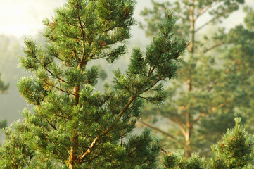 pine tree crown (aerial) 2776