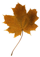 leave maple