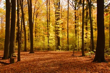 Fotobehang fall forest landscape © Elenathewise