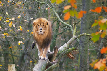 lion in tree