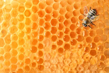 Door stickers Bee bee on honeycomb