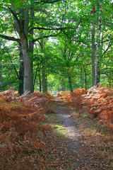 sentier de forêt