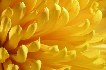 yellow flower - 1503551