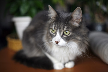 chat