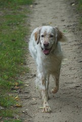 setter