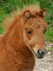 Fototapeta premium ponny