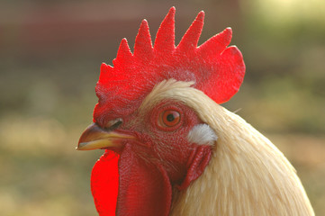 cock