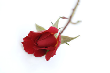 red rose