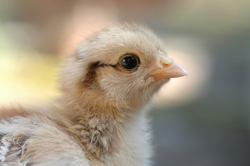 chicken