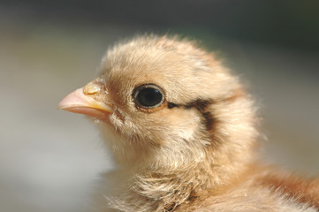 chicken